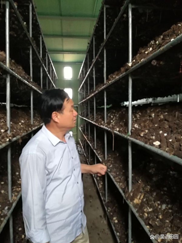 低息配资网开户 草菇种植注意事项，新手农村创业者必读指南